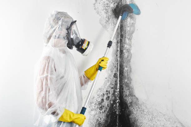 Best Environmental Consulting for Mold Prevention  in Mondovi, WI